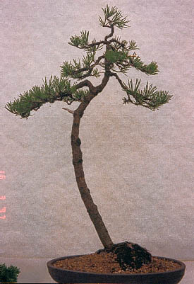 robusta campbell bambus Nicht-ausluferbildender Bambus 'Campbell' - Fargesia robusta Campbell