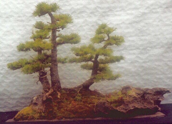 Larch group 2000