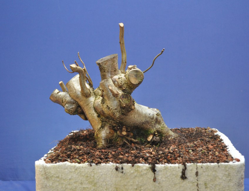 bonsai 101 Bonsai 101 Essential Tips Book  B for Bonsai