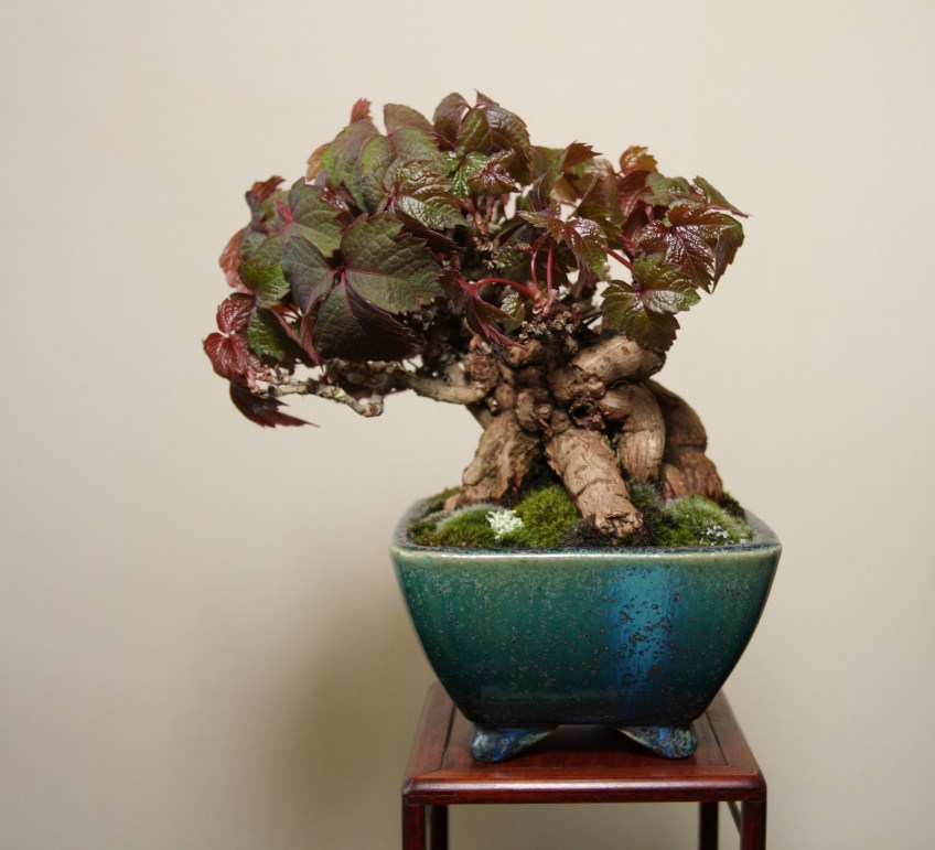 dracaena reflexa song of india Dracaena reflexa (Song of India)  The Plant Lady SF