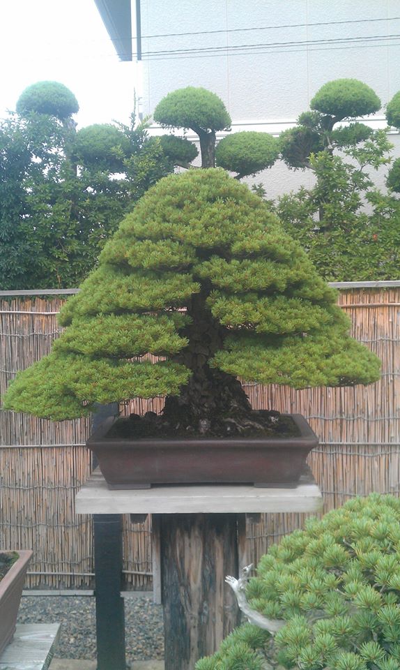 1016640_595753763792701_2143956898_n