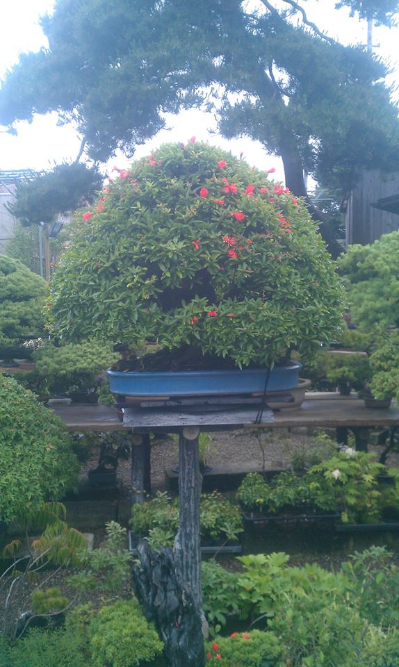 971256_597172876984123_164360750_n