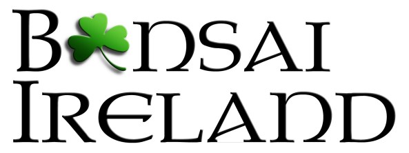 Bonsai_Ireland_31