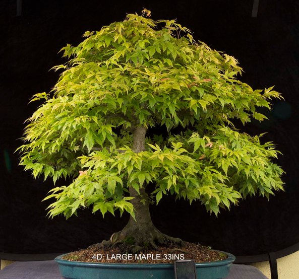 4d.LARGE jAPANESE MAPLE.