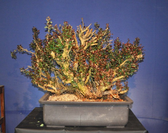 berberis | Bonsai Eejit