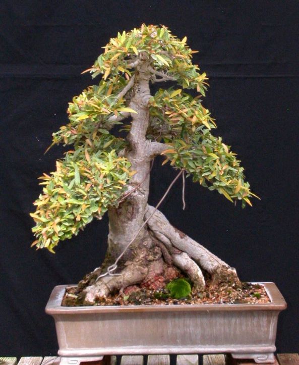 10406771_10201443175635815_6355787898143960423_n