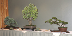 COLLECTION TREES