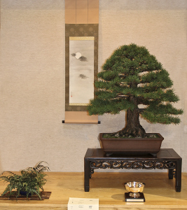 RAF DWARF SCOTS PINE