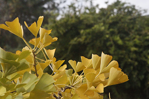 LEAVES GINKGO