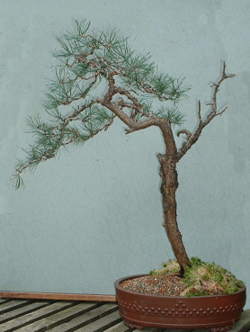 Scots pine 6 Mar 2002