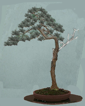 Scots pine virtual