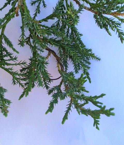 juniperfoliage