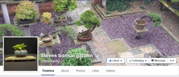 acer palmatum atropurpureum bonsai SOLD – B for Bonsai