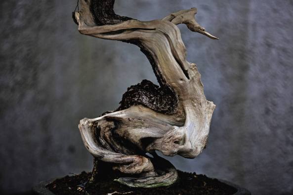 11951661_483635355131934_1565321996397832277_o