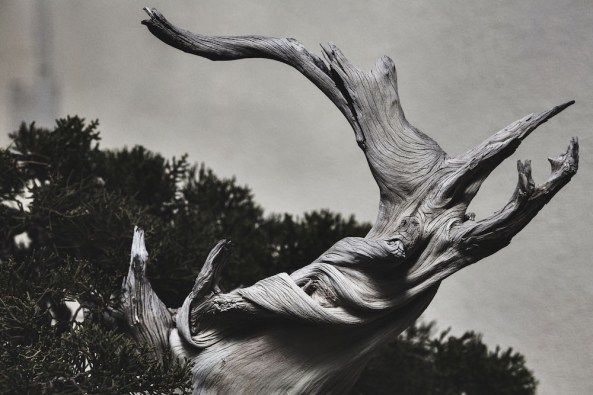 A California Juniper bonsai (in training since 1985) at the National Bonsai and Penjing Museum in Washington, DC.