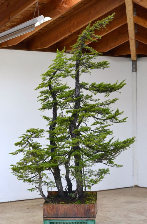 Very Tall Hemlock Clump Styled | Bonsai Eejit