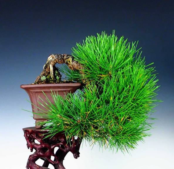 14875380_10209473298221328_1289292771_n