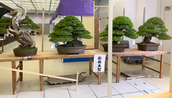 TREES FOR JUDGING