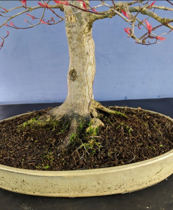 bonsai buchs Buxus Bonsai – Bloomspace