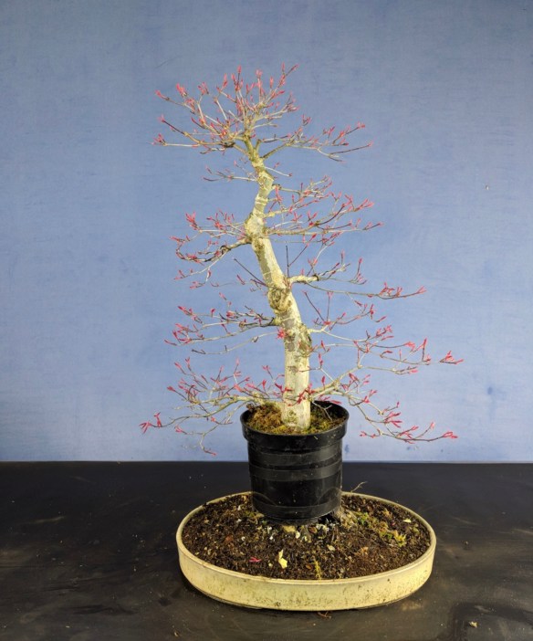 Deshojo Maple Airlayer | Bonsai Eejit