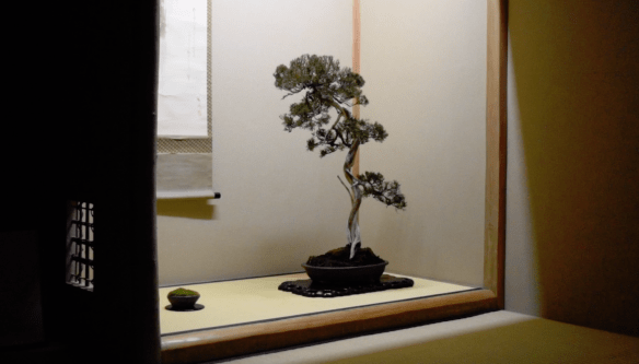 osmanthus bonsai Osmanthus heterophyllus Bonsai