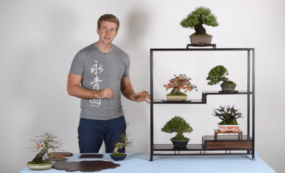 bonsai samen anfänger Bonsai-Anzuchtset Ginkgo – Glücksbaum Starter-Set für Anfänger – Wurzelbox main image 1