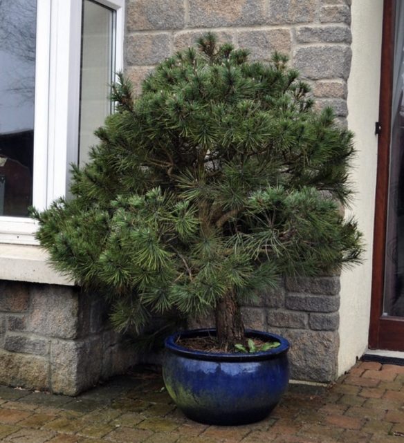 Pinus Nigra | Bonsai Eejit