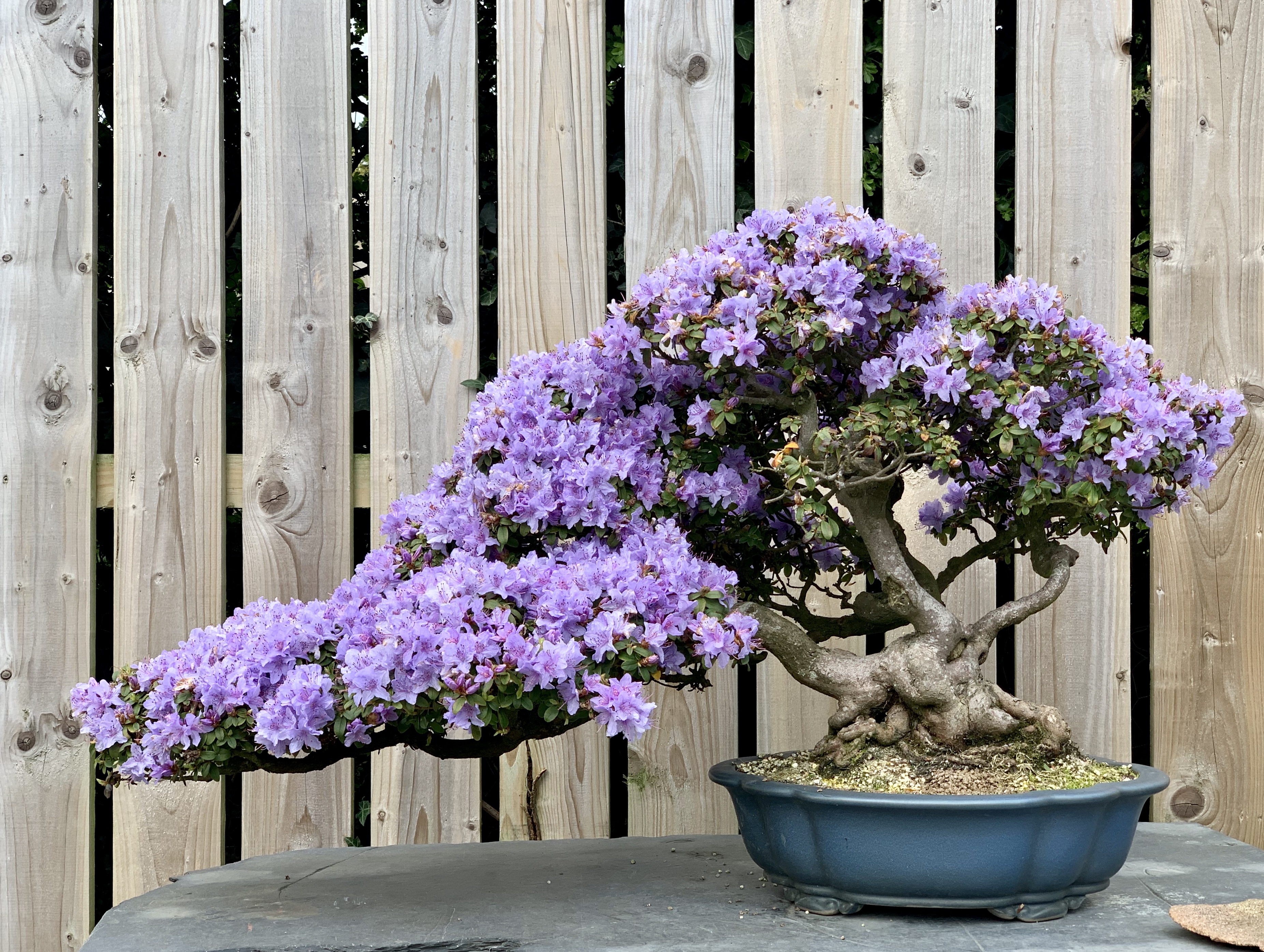 rhododendron | Bonsai Eejit