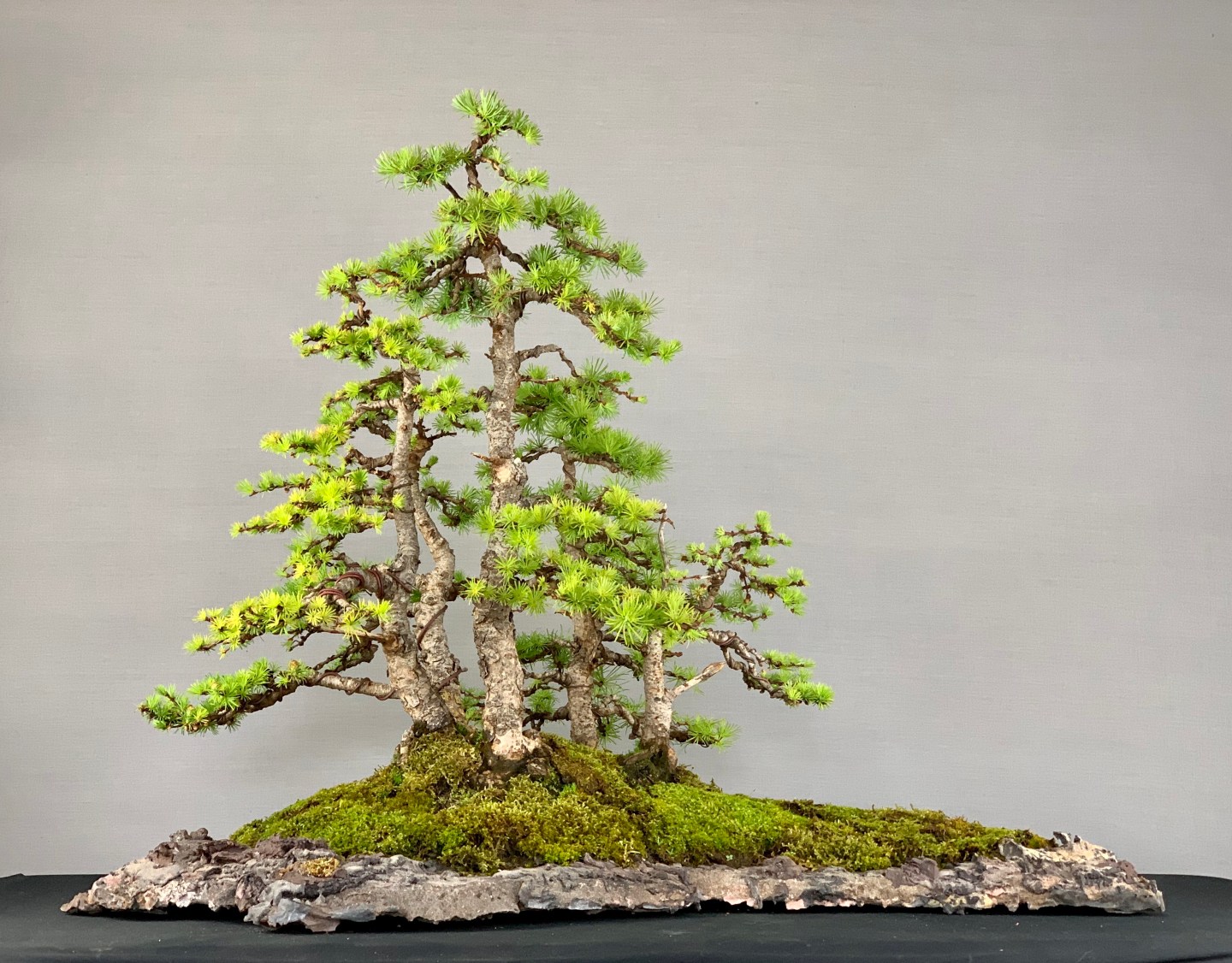 Isolation Trees | Bonsai Eejit
