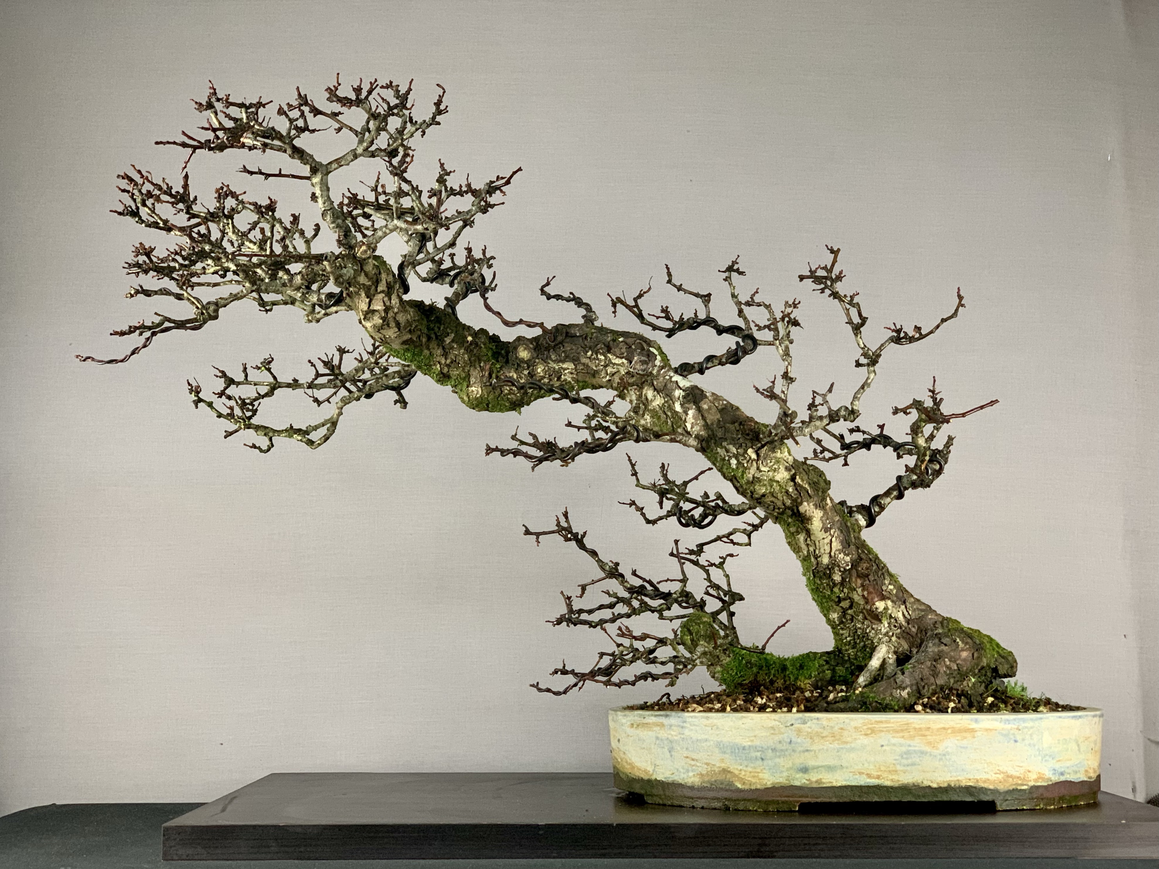 Windswept Hawthorn | Bonsai Eejit