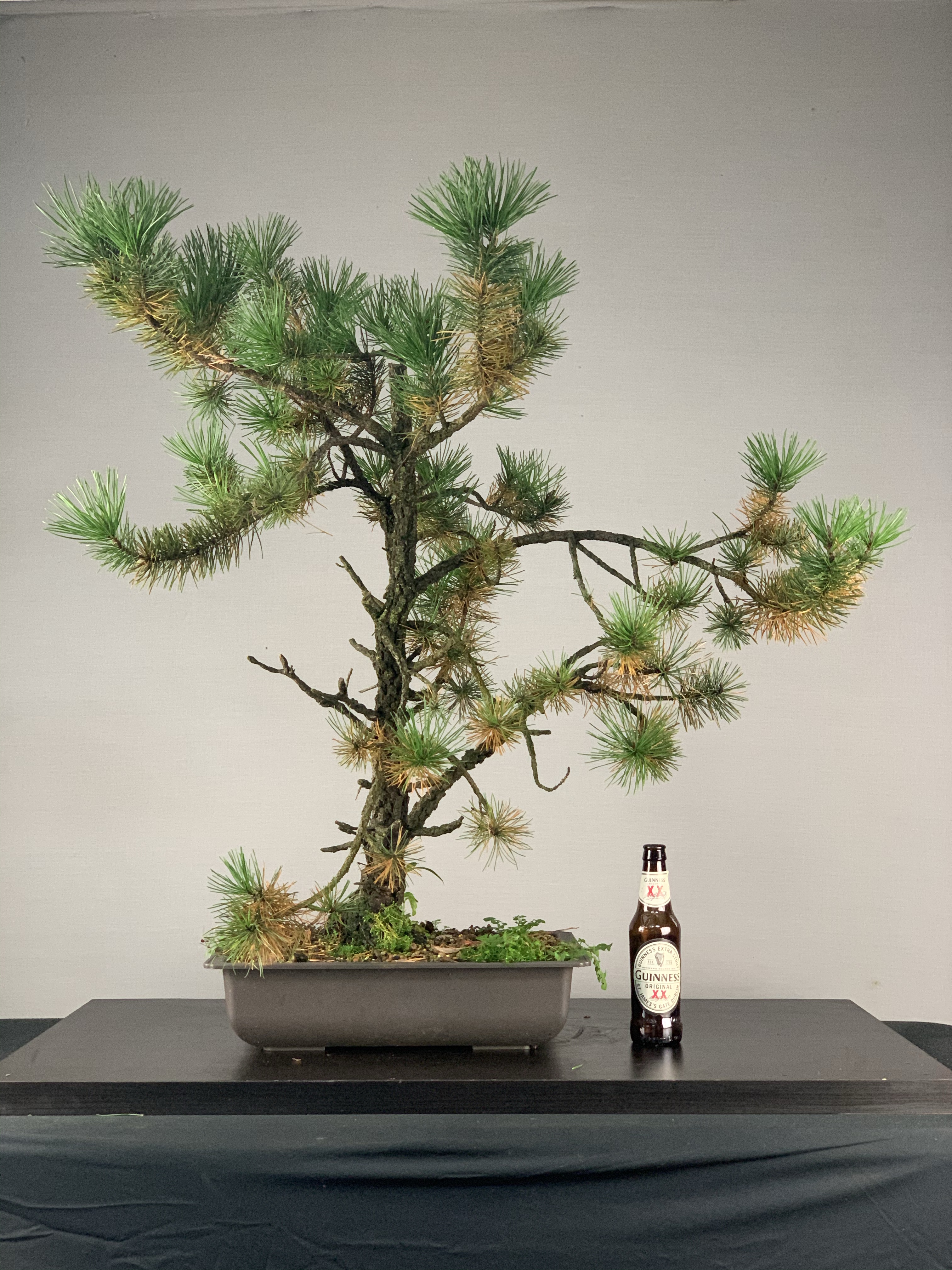 コレクション Yoshitsune sitting on a pine tree Multitrunk Shore Pine | Bonsai Eejit