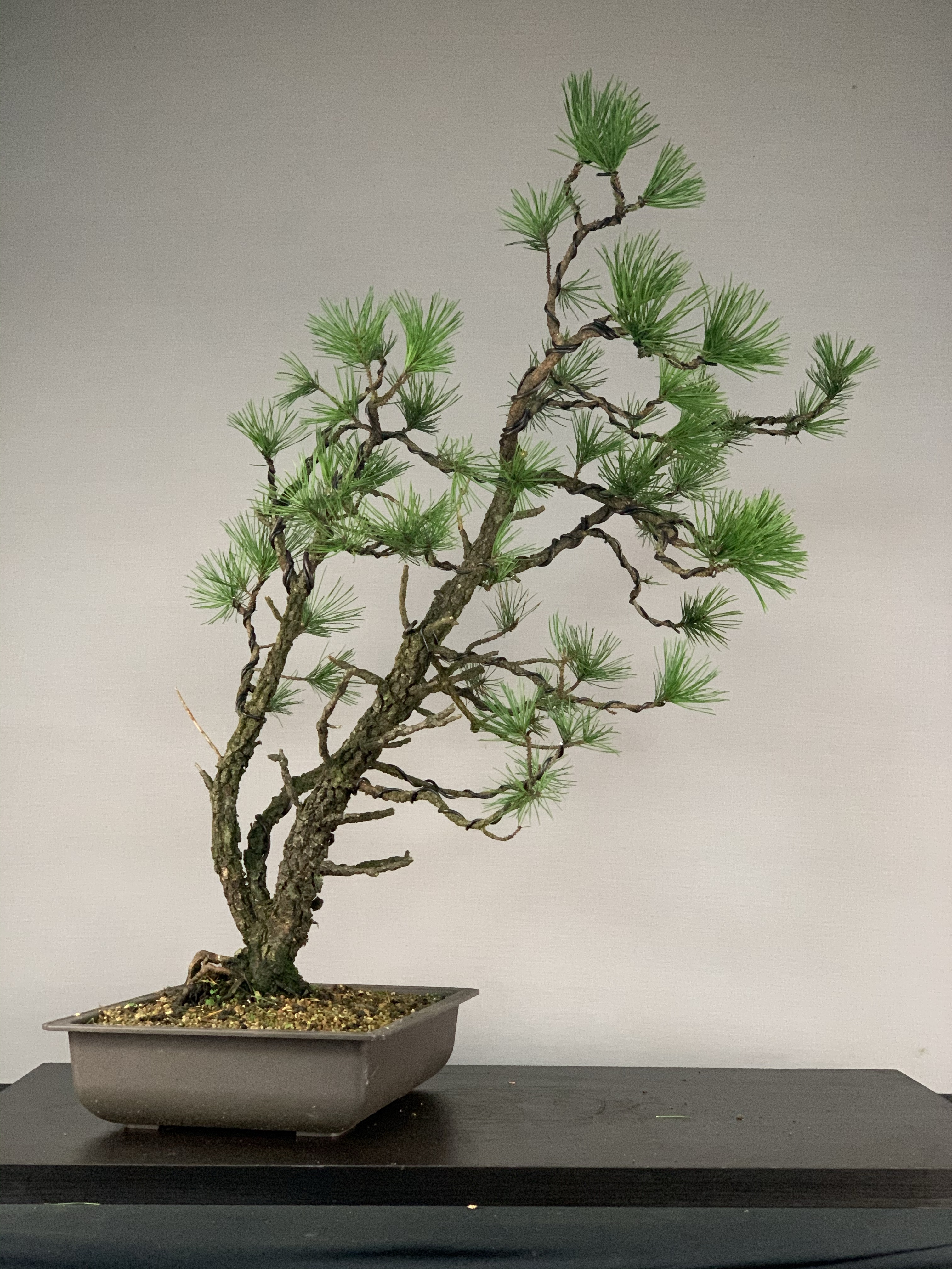 Multitrunk Shore Pine | Bonsai Eejit