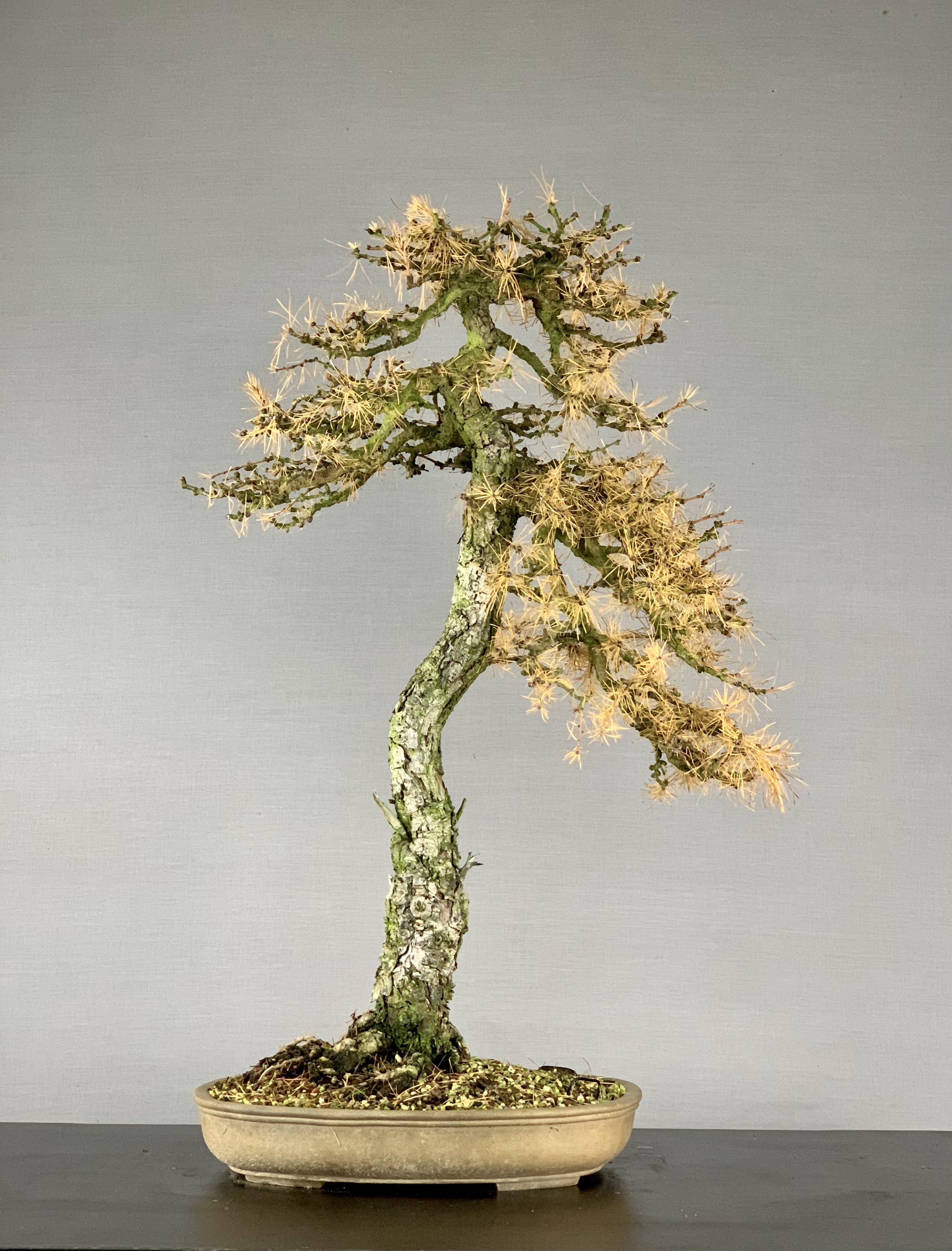 European Larch | Bonsai Eejit